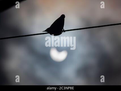 Eine Silhouette eines Vogels ist zu sehen, zusammen mit der partiellen Sonnenfinsternis im Hintergrund.totale Sonnenfinsternisse treten auf, wenn der Neumond zwischen Sonne und Erde kommt und den dunkelsten Teil seines Schattens, den Umbra, auf der Erde wirft. Eine vollständige Sonnenfinsternis, die als Totalität bekannt ist, ist fast so dunkel wie die Nacht. Eine Sonnenfinsternis kann nur in der Phase des Neumondes stattfinden. Stockfoto