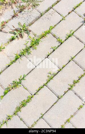 Vertikale High-Angle-Aufnahme eines Ziegelsteigs und Gras Bei Tageslicht Stockfoto