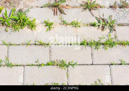 High-Angle-Aufnahme eines Ziegelsteigs und Gras darunter Das Sonnenlicht am Tag Stockfoto