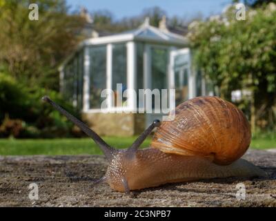 Gartenschnecke (Cornu aspersum / Helix aspersa), die über einen Eichenschläfer kriecht und einen Gartenrasen mit Gebäuden und einem Gewächshaus im Hintergrund behält, Stockfoto