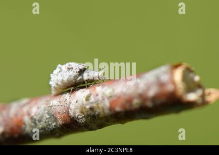 Grüne Lace (Chrysopa perla) Larve trägt Detritus auf dem Rücken für Tarnung und Schutz, Wiltshire Garten, Großbritannien, April. Stockfoto