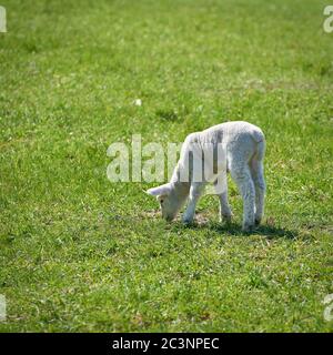 Junge neugeborene Schafe auf einer Wiese im Frühjahr Stockfoto