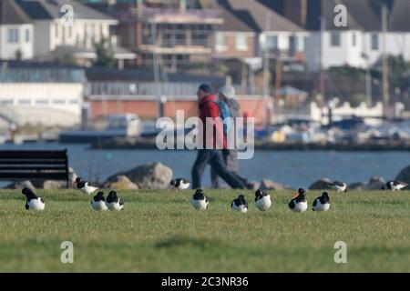 Menschen, die an einer Gruppe von Austernfischer (Haematopus ostralegus) vorbeigehen, die sich auf feuchtem Grasland im Baiter Park, Poole, Dorset, Großbritannien, ausruhen und sich auf Nahrungssuche machen Stockfoto