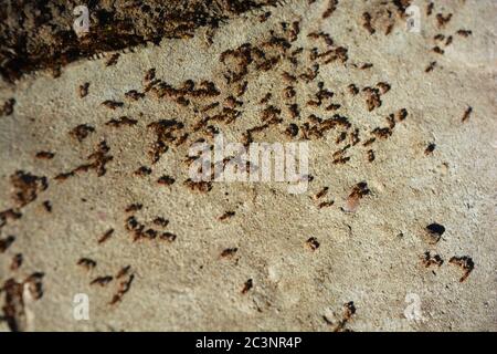 Schönes und buntes Leben von braunen, roten Ameisen, aktiv auf einem Zementpfad in den Strahlen der Sommersonne arbeiten. Stockfoto