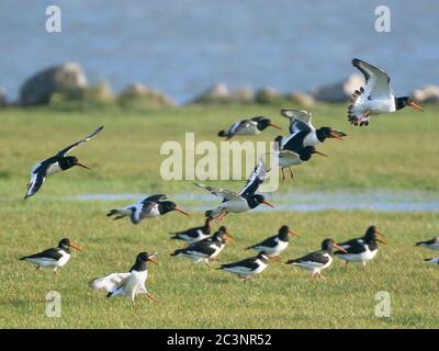 Austernfischer (Haematopus ostralegus) landen auf feuchtem Grasland im Baiter Park, Poole, Dorset, UK, Dezember. Stockfoto