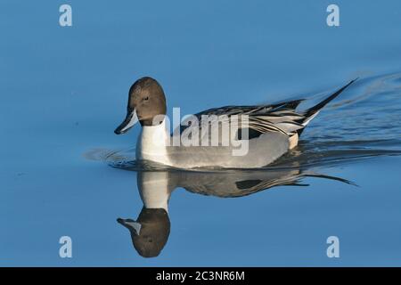 Northern Pintail drake (Anas acuta) schwimmend auf einem Marschland Pool, Gloucestershire, Großbritannien, November. Stockfoto