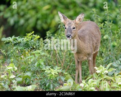 Rehe (Capreolus capreolus) tummeln sich im Blumenbeet, Wiltshire Garden, Großbritannien, Februar. Stockfoto