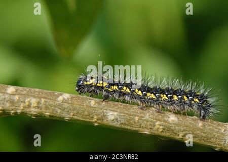 Scharlachrote Tigermotte Raupe (Callimorpha dominula) beim Wandern auf einem Forsythia (Forsythia x intermedia) Zweig, Wiltshire Garten, UK, April. Stockfoto