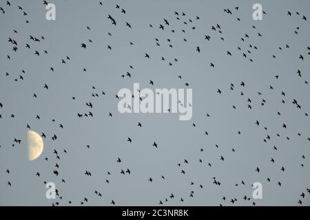 Schwarm gewöhnlicher Stare (Sturnus vulgaris), die an einem Halbmond vorbeifliegen, auf ihrem Weg zu einem nächtlichen Schlafengehen, RSPB Ham Wall Nature Reserve, Somerset Levels Stockfoto