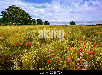 Mohnblumen in einem Wildblumenfeld in der Nähe von West Wickham in Kent, Großbritannien. Hübsche Szene in der englischen Landschaft mit Mohnblumen, Kornblumen und Gänseblümchen Stockfoto