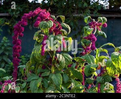 In einem bulgarischen Datscha-Garten Stockfoto