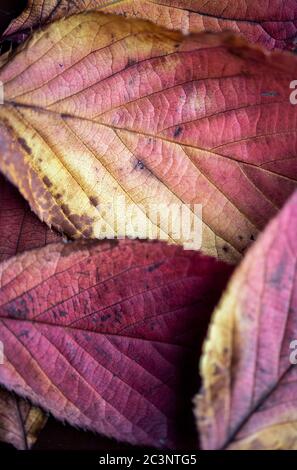 Detail der bunten Blätter im Herbst Stockfoto