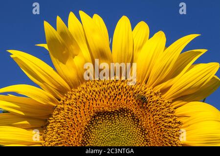 Nahaufnahme einer Honigbiene auf einer riesigen, gelben Sonnenblume mit einem strahlend blauen Himmel. Stockfoto