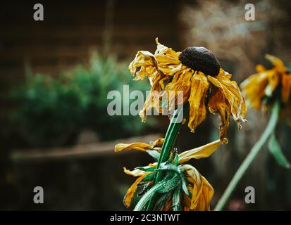 Nahaufnahme selektive Fokusaufnahme von verwelkten Sonnenblumen mit Grün an Der Hintergrund Stockfoto