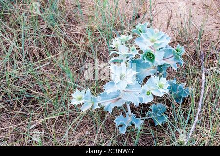 Seetöckling, Eryngium maritimum, wächst an der Küste am Rande einer Sanddüne. Stockfoto