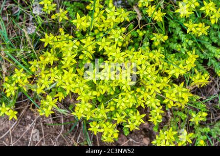 Beißender Steinbrock, Sedum acre. Stockfoto