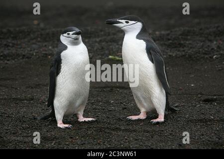 Kinnriemen Pinguine (Pygoscelis antarctica), auch bekannt als Steinknacker Pinguine aufgrund ihrer harten Ruf, am Strand von Telefon Bay in der Antarktis. Stockfoto