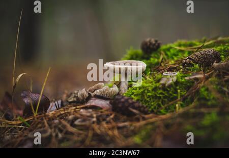 Pilze in den Pinienwald. Stockfoto