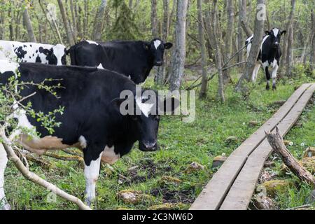 Junge schwarze und weiße Kühe stehen im Frühling an einem Holzsteg in einem Wald Stockfoto