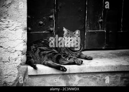 Streunende Katzen auf einer Leiter, Detail von streunenden Tieren Stockfoto