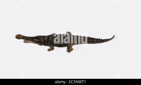 3D-Rendering eines Sarcosuchus-Reptils isoliert auf einem weißen Hintergrund Stockfoto