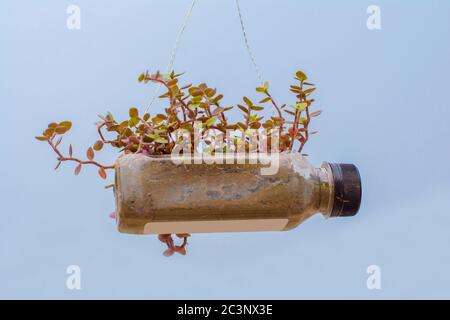 Hängender Blumentopf aus Plastikflasche, mit einigen Phulwari darin, isoliert, Kopierraum. Stockfoto