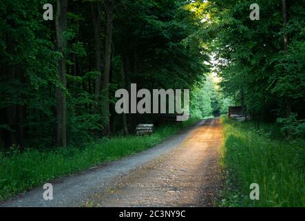 Sonnenlicht auf der Straße durch den grünen Wald Stockfoto