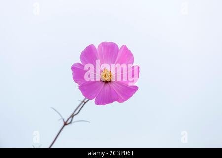 Einzelne rosa Kosmos Blume auf weiß Stockfoto