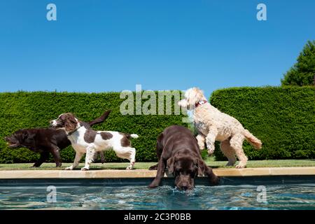 Labradodle, Labradors und Spaniel spielen am Pool Stockfoto