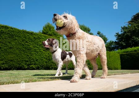 Springer Spaniel und Labradoodle spielen in einem Garten Stockfoto