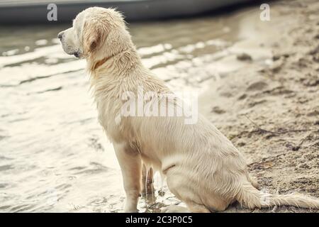 Labrador Retriever Service Rettungshund wartet auf einem Strand in der Nähe des Wassers. Stockfoto