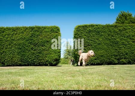 Springer Spaniel und Labradoodle spielen in einem Garten Stockfoto