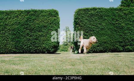 Springer Spaniel und Labradoodle spielen in einem Garten Stockfoto