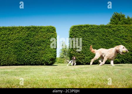 Springer Spaniel und Labradoodle spielen in einem Garten Stockfoto