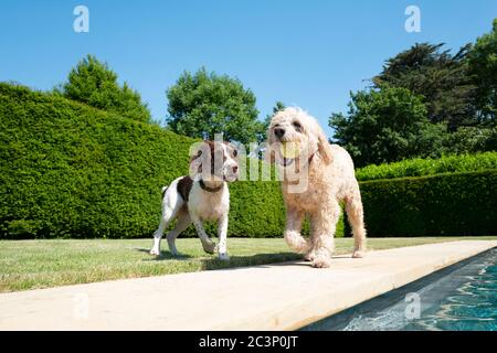 Labradodle, Labradors und Spaniel spielen am Pool Stockfoto