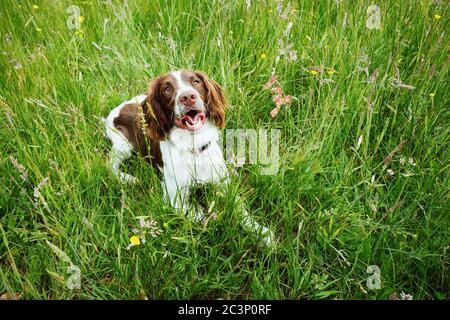 Englisch Springer Spaniel Stockfoto