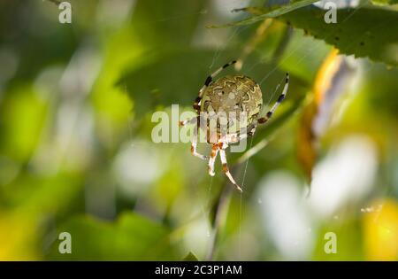Spinne mit vier Flecken, weibliche Araneus quadratus. Diese Spinne lebt in Europa und Asien. Stockfoto
