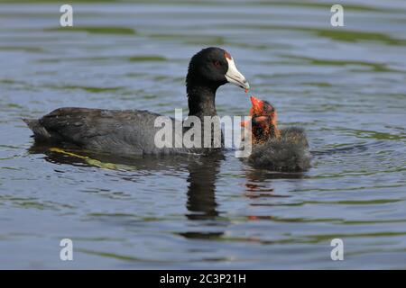 American Coot Fütterung ein Paar Babys Stockfoto