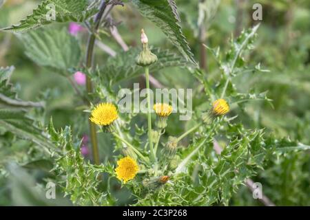 Gelbe Blüten und Sämehöhe von Stachelschnäffeln / Sonchus asper in sonniger Feldhedgerow. Mitglied der Asteraceae. Gewöhnliches Unkraut in Großbritannien. Stockfoto