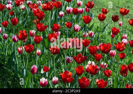 Feld von roten und weißen Tulpen. Frühlingsblumen an sonnigen Tagen Stockfoto