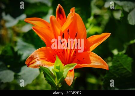 Nahaufnahme von der Blüte der Orangenlilie (Lilium bulbiferum) Stockfoto
