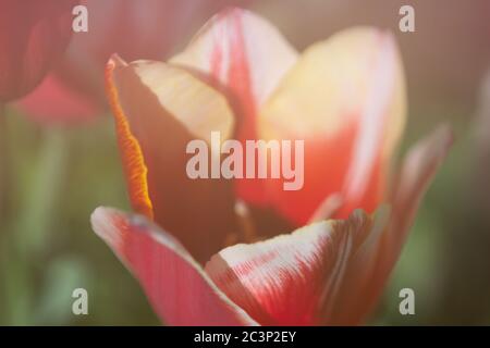 Nahaufnahme einer roten Tulpe, weicher Fokus, unscharfer Hintergrund Stockfoto