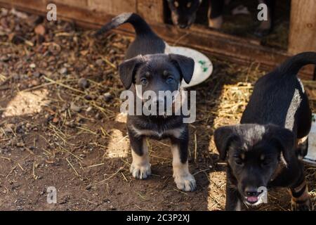 Streunender Hund, kleiner Welpe schaut auf die Kamera Stockfoto