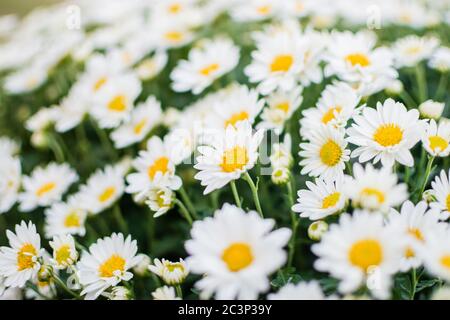 Selektive Fokusaufnahme des Kamillenblumenfeldes Stockfoto