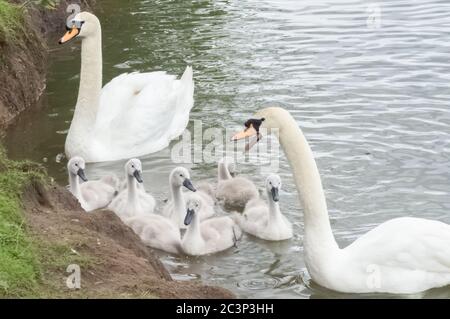 Mute Schwan Paar mit Cygnets am Wasser Rand. Ein Schwan zischt an einem Passanten, der für den Geschmack der Eltern ein wenig zu nahe kam. Cygnus olor Stockfoto