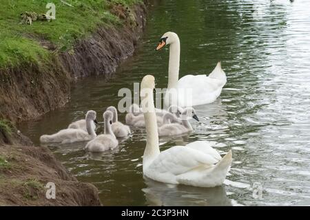 Mutes Schwanenpaar mit 7 sieben Cygnets nahe Ufer auf einem See - Cygnus olor anatidae Vogel Wasservögel Stockfoto