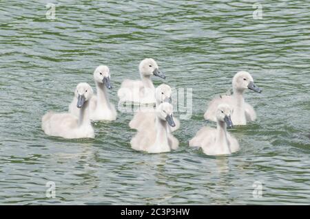 Sieben 7 stumme Schwanenschnecken auf dem Wasser - Cygnus olor Wasservogel anatidae Wasservögel Stockfoto