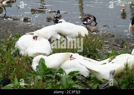 Die stummen Schwäne Cygnus olor schlafen in der Herde - anatidae Vogel Wasservögel Stockfoto