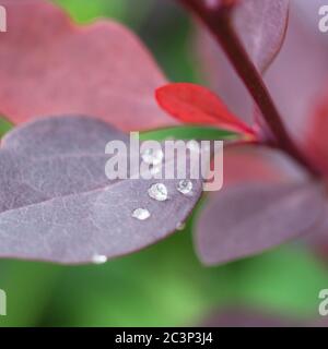 Makroaufnahme von Regentropfen / Wassertropfen auf japanischem Berberberry / Berberis thunbergii Blatt. Als Heilpflanze verwendet. Regentropfen im Garten. Stockfoto