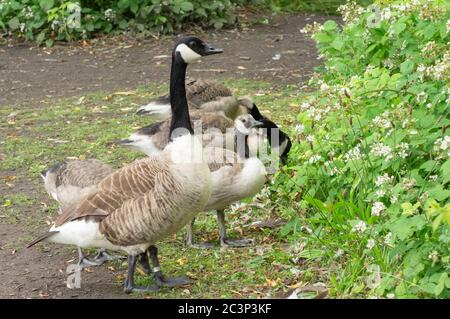 Kanadagänse (branta canadensis) mit ihren Gänsen/Junggänsen, die die meisten ihrer erwachsenen Markierungen zeigen und Federn, die Blätter und Gras fressen Stockfoto